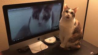 Cat watches YouTube video of herself and other cats meowing