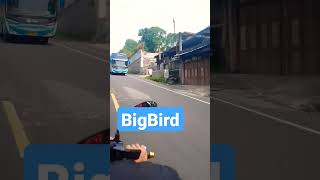 Bus BigBird #shorts #shortsvideo #videobusindonesia