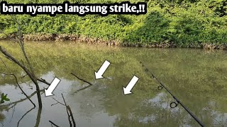 mancing tepat di sarang kakap putih barramundi