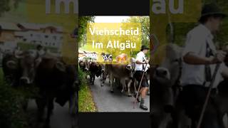 Viehscheid Im Allgäu #viehscheid