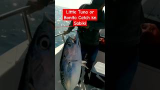 Little Tuna or Bonito #shorts #shortvideo #fypシ #shortsfeed #trendingshorts #fish #fishing #ofw