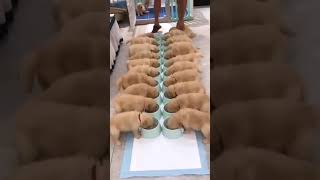 Feeding Baby Puppies