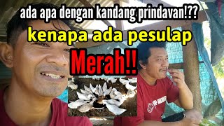 ada apa dengan kandang prindavan!??kenapa ada pesulap merah!!