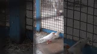 Mother finch feeding the chick | Birds | pets #shortvideo #shorts #petlover