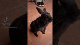 loki #pets #bunny #conejo #meme #memes