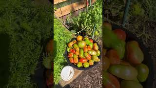 Harvest of the day 🍅#roma #bigboy