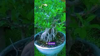 Tanaman Hias Jenis Santigi #semuaorang #tipsusaha #Bonsai#tanamanhias #funny #bisnis