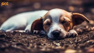 Dog Music: 24 HOURS | Deep Sleep Relaxation Melodies to CALM YOUR DOG