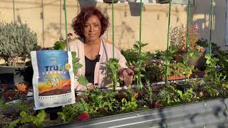 How & When To Fertilize Seedlings | True Organic™