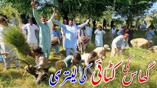 Traditional Grass Cutting in Kashmir || Desi Old Culture of Azad kashmir Pakistan