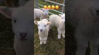 🐑🥰#love #cute #babyanimals