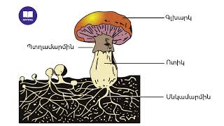 Գլխարկավոր սնկեր