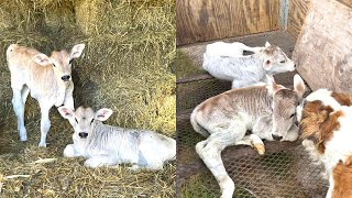 Brown Swiss Twin Calves! l Happy Stories From a Small Dairy Farm!