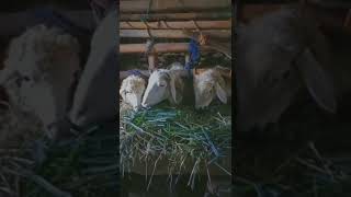 peliharalah kambing karena kambing itu penuh berkah #short #shortvideo #kambing