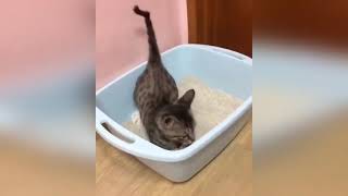 15 минут ОТБОРНЫХ ПРИКОЛОВ с животными до слез  FUNNY PETS