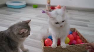 2 cats play with 50 balls in a basket 😅 Funniest Cats