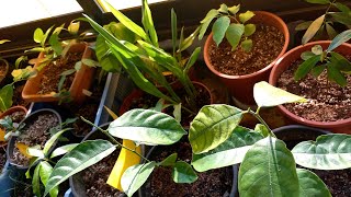 Rose Apple & moving my seedlings inside for the winter.