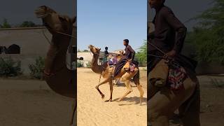 Villagers fond of camels #shorts