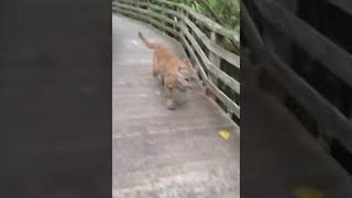 Lady has Close Encounter with a big cat ( mountain lion )