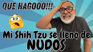 Mi Shih Tzu TIENE NUDOS MUY GRANDES | COMO DESENREDAR by Alex Santillana