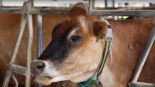 Fitbit for Cows