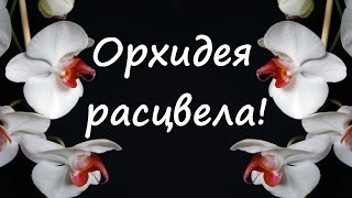 VLOG: расцвела орхидея, я злостный нарушитель![03/08/2015]