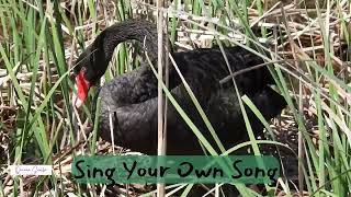 Sing Your Own Song