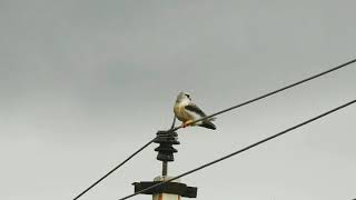 A Video Clip " Pearl Kite " Wildlife - Power Lines