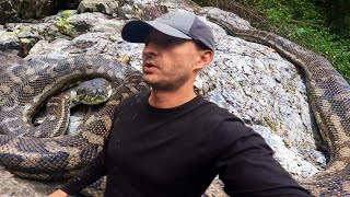 EXPLORING AUSTRALIAN RAINFOREST IN SEARCH OF SNAKES - CARPET PYTHON, KEELBACK & WHIP SNAKE