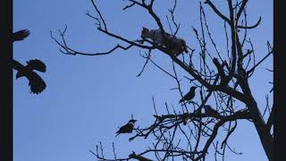 #Story. A day in our garden from Comana: cat and crows. 11 April 2015  by Marilena Dumitriu