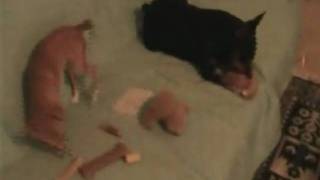 filmino su axel e aron pinscher contro  chihuahua 2010.wmv