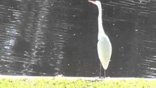 what kind of Bird, Heron Ibis is this?