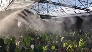 Mastering climate control in your greenhouse | Nebufly Fog Misting System