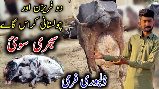 Cholistani and fresein cross cow first and second timer for sel on YouTube|Gujjar farming tv