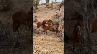 Wild Horses Kicks #horsevideo #majestichorses #amazinghorse #horsekick #horselove