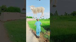 Sub Nabi Yo Sy Ala😲 #islamicvideo #islamicshorts #youtubeshorts #shortvideo