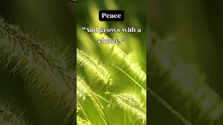 Peace | Marianne Williamson | #inspirationalquotes #quote #shorts