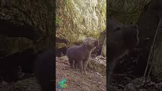 Wolf pup howling so hard it almost fell over