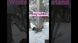 Walking in a Winter Wonderland 😹lustige Katzenvideos 😻 #shorts #cats #snow