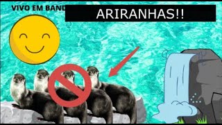 ARIRANHA| UM ANIMAL EM EXTINÇÃO