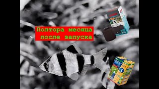 Отчет через полтора месяца после запуска аквариума!