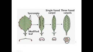 Anatomia da flor parte 2    Formação do pistilo