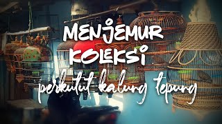 Menjemur Koleksi Perkutut Katuranggan Kalung Tepung