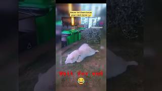 dog funny videos 🤣 #shorts #viral #funnydog #funny