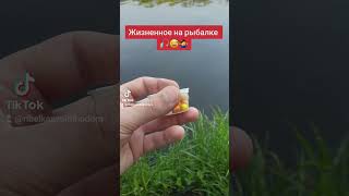 Рыбалка на Карпа, Карась, Бойла, Поп-ап #shorts #fishing #рыбалка #рек #карась #tiktok #fish #карп