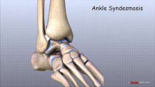 Ankle Anatomy 3D Tutorial