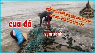 Dạo biển sầm sơn bắt được cua đá,vem xanh,ghẹ,ốc tù và,ốc sư tủ,sứa,tôm tích,hen