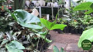 Alocasia string ray | plant identification #alocasia #stringRay #Aroid # rareplant #exotic-plant