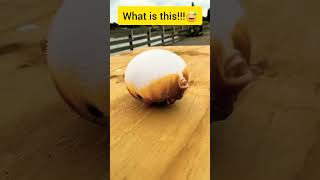 #what is this #top10  #pufferfish #viral #video #reels #highlights #shorts #trending #1M #tiktok