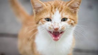 Billi Ki Awaaz | Cat Sound | Cat Voice